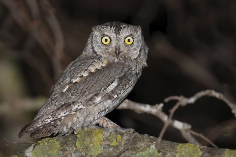 Eurasian Scops Owl (Otus scops), Mallorca, Spain