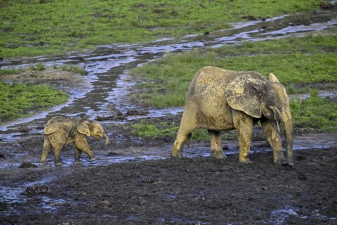 African forest elephants (Loxodonta cyclotis) in the Dzanga Bai forest clearing, Dzanga-Ndoki