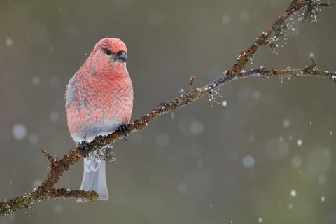 Pine Grosbeak (Pinicola enucleator) male perched on a branch in snowfall, Lapland, Finland