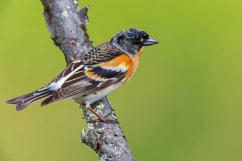 Bergfink, Brambling, Fringilla montifringilla, Pinson du Nord, Pinzón Real