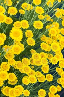 Dog chamomile (Anthemis tinctoria),  Switzerland