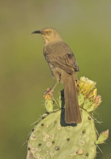 Curve-billed Thrasher (Toxostoma curvirostre), Canada