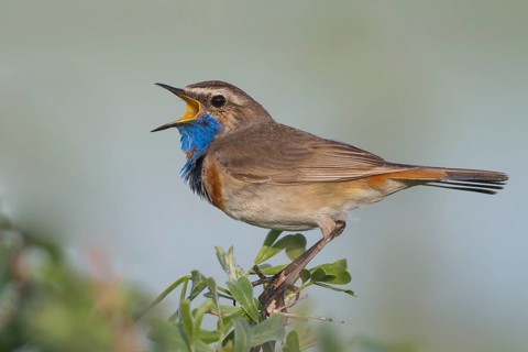 Bluethroat - Blaukehlchen - Cyanecula svecica ssp. pallidogularis, Kazakhstan, adult male