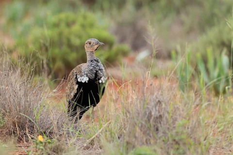 Red-crested Bustard (Lophotis ruficrista), adult, foraging, vigilant, Mokala National Park, South