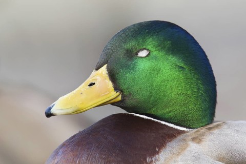Mallard (Anas platyrhynchos) male, Berlin, Germany