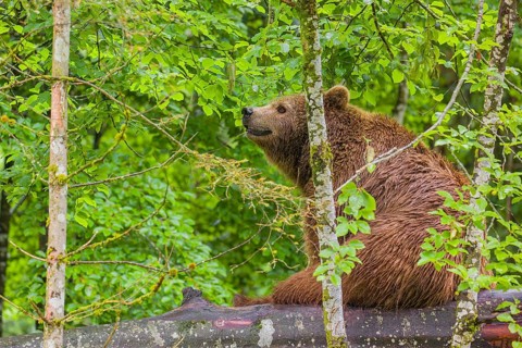 A female eurasian brown bear (Ursus arctos arctos) sits on a log lying at a forest edge in early