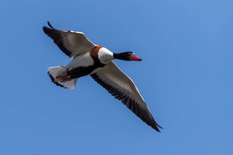 Common Shelduck (Tadorna tadorna) female flying, Mecklenburg-Western Pomerania, Germany