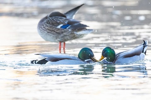 Mallard (Anas platyrhynchos) Germany