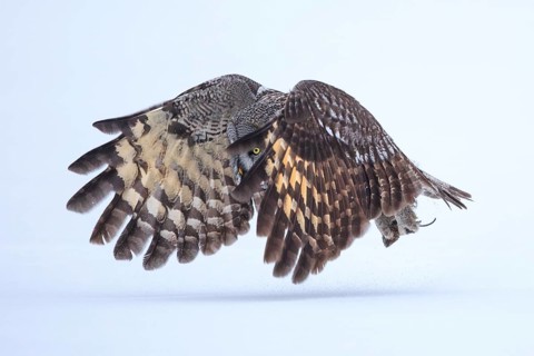 Great Grey Owl (Strix nebulosa) flying, Finland