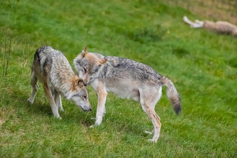 Two adult male eurasian gray wolves (Canis lupus lupus) grooming each other