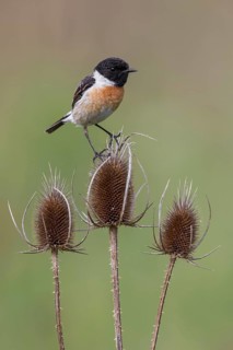 European Stonechat (Saxicola rubicola) male perched on Wild teasel (Dipsacus fullonum), Poland