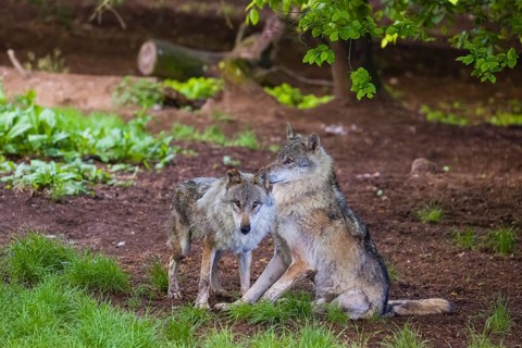 Two adult male eurasian gray wolves (Canis lupus lupus), playing