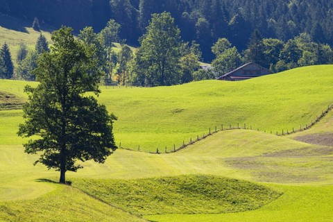 Mountain maple (Acer pseudoplantanus) in Trettachtal, near Oberstdorf, Oberallgäu, Allgäu, Bavaria,