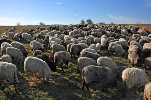 Sheep (Ovis gmelini aries) in the morning light on the pasture, Bentin, Mecklenburg-Vorpommern,