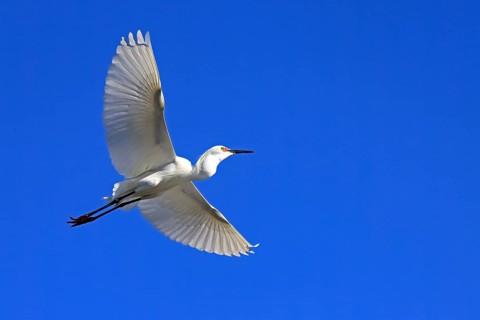 Great Egret (Ardea alba), adult, flying, St. Augustine, Florida, USA, North America