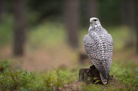 Der edelste unter den Falken... Gerfalke *Falco rusticolus*
