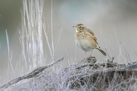 Australian Pipit (Anthus australis), Victoria, Australia
