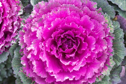 Decorative pink and green cabbage with water droplets