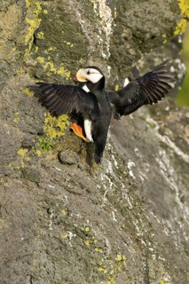 Horned Puffin (Fratercula corniculata), Alaska, USA
