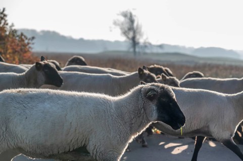 A flock of black-headed sheep (Ovis gmelini aries) move to another pasture, Mecklenburg-Vorpommern,