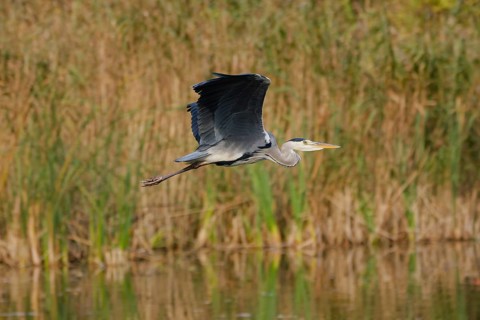 Grey heron (Ardea cinerea) flying low above wetland reeds and water surface, wings spread in