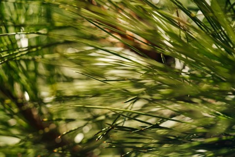 A detailed close up image of vibrant green pine tree needles, showcasing their fine texture and