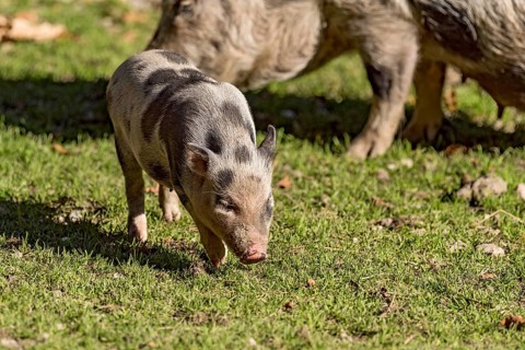 Pot-bellied pig (Sus scrofa f. domestica), newborn young animal, piglet running with mother, sow,