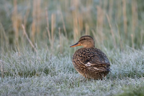 Schnatterente (Anas strepera), Gadwall, Weibchen, mit Rauhreif, April, Insel Texel, Nordsee,