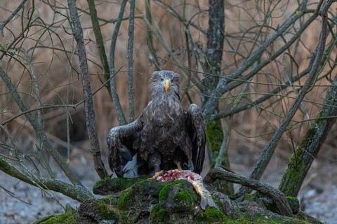 One white-tailed eagle (Haliaeetus albicilla) sitting on a small hammock feeding on a common carp.