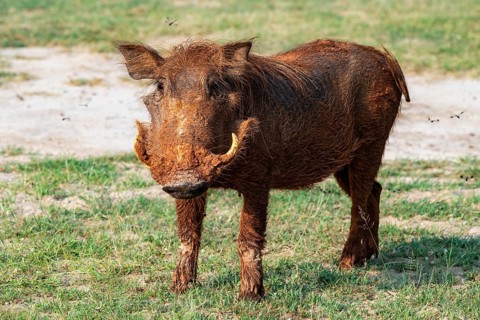 Warthog (Phacochoerus aethiopicus), Murchison Falls National Park, Uganda