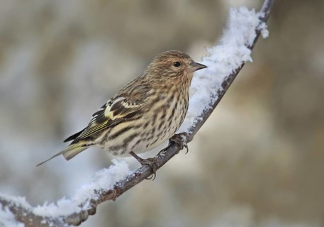 Pine Siskin (Spinus pinus), Saskatchewan, Canada