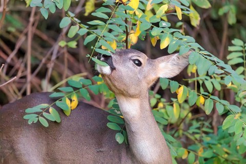 A female roe deer (Capreolus capreolus) stands in the thicket of a forest on a cloudy day