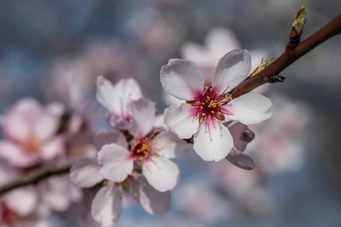 Almond blossom (Prunus dulcis), Rhineland-Palatinate, Germany