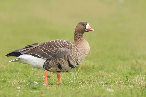 White-fronted goose (Anser albifrons), standing in a meadow in the wintering area, nature