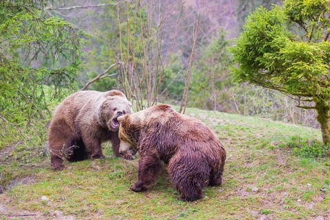 A female and a male eurasian brown bear (Ursus arctos arctos) meet each other the first time on a