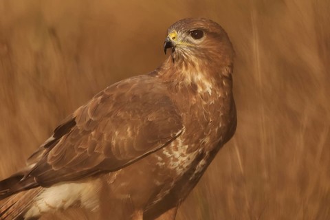 A detailed image captures the common buzzard in its natural habitat, showcasing its distinct