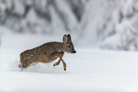 One young male Roe Deer, Roe buck (Capreolus capreolus), running through deep snow. Trees in the