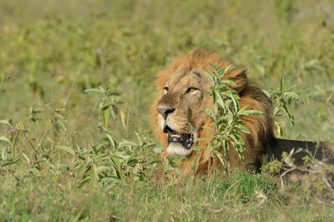 Lion (Panthera leo), male, lying amidst tall grass, Lake Nakuru National Park, near Nakuru, Rift