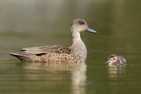 Grey Teal (Anas gracilis) juvenile, Victoria, Australia