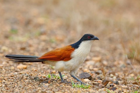 Tiputip, White-browed Coucal, (Burchells Coucal), Centropus superciliosus burchelli, White-browed