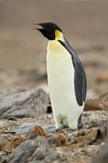 Emperor Penguin (Aptenodytes forsteri), Ross Sea Antarctica