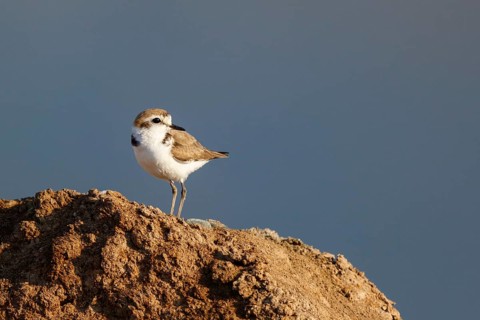 Kentish Plover (Charadrius alexandrinus) female, Lesvos, Greece