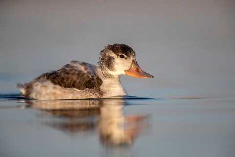 Common Shelduck (Tadorna tadorna) juvenile, Castile-La Mancha, Spain