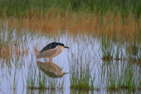 Black-crowned Night Heron (Nycticorax nycticorax), Mallorca, Spain