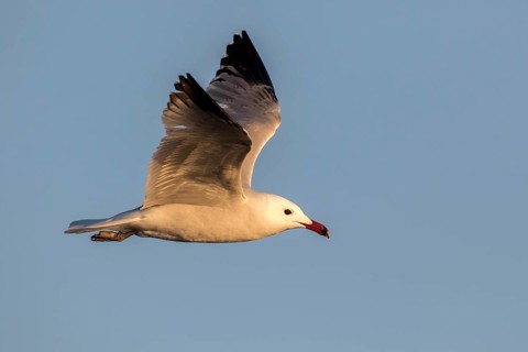 Audouin's Gull (Ichthyaetus audouinii) flying, Ibiza, Spain