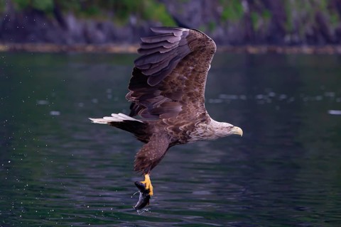 White-tailed eagle (Halliaeetus albicilla) fishing, Norway