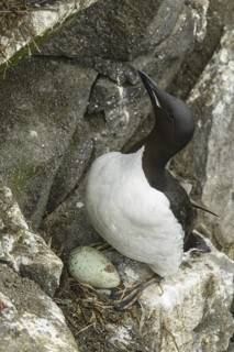 Thick-billed Murre (Uria lomvia), Alaska, USA
