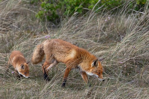 As a rule, the red fox (Vulpes vulpes) visits the young foxes 1 - 2 times a day, dune landscape,