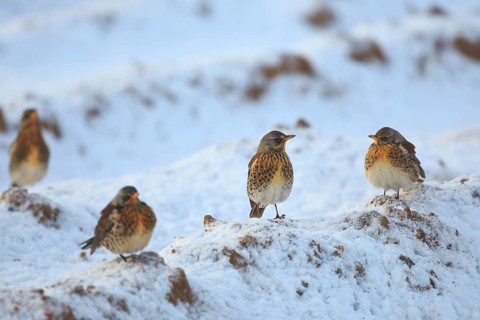Fieldfare (Turdus pilaris), North Rhine-Westphalia, Germany