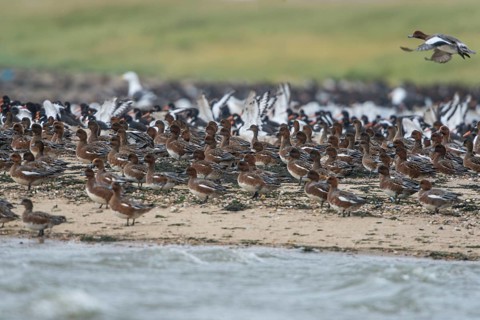 Eurasian Wigeon (Mareca penelope), Schleswig-Holstein, Germany